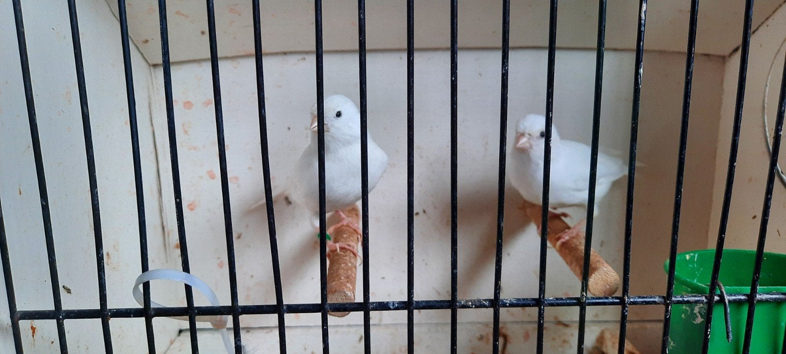 kanaries, Mâle, Canari de couleur