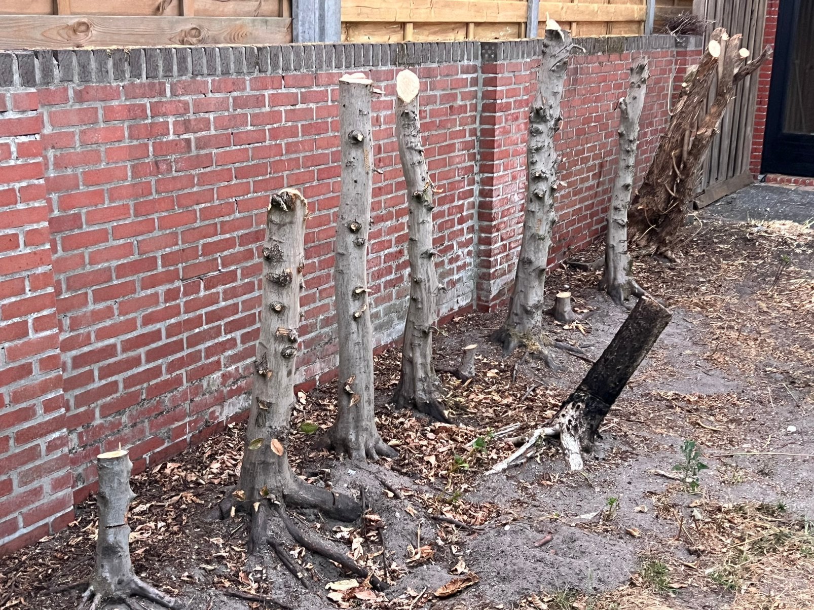 GRATIS brandhout, zelf uithalen, Tuin en Terras, Planten | Bomen, Ophalen