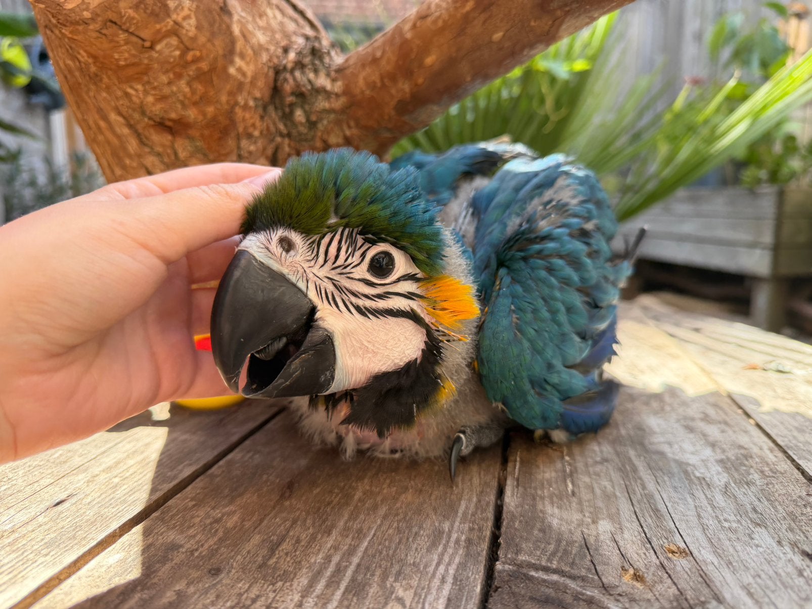 Blauwgele Ara | Mannetje, Mâle, Perroquet, Domestique