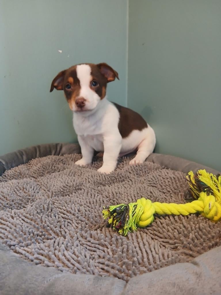 Jack Russel pupjes zoeken warme thuis, Dieren en Toebehoren, Honden | Niet-rashonden, Klein, Meerdere dieren, Fokker | Professioneel