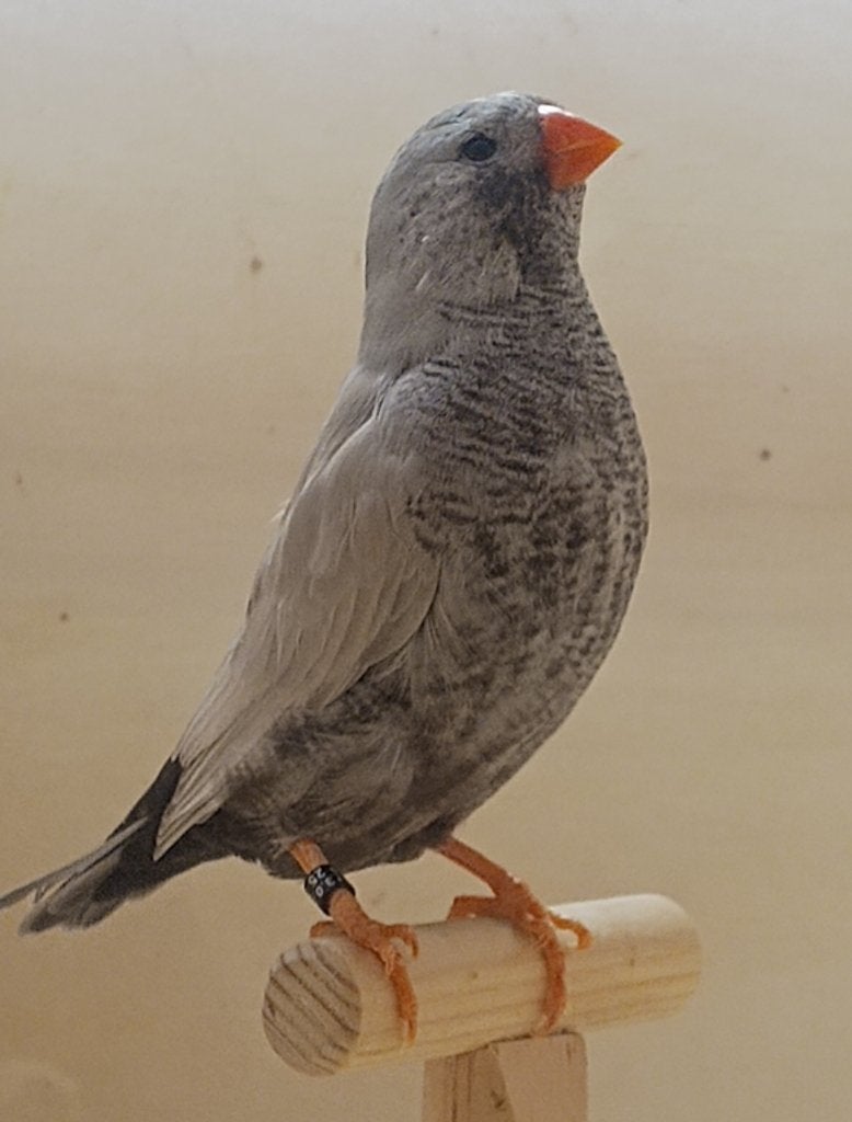 charcoal zebravinken bleekvleugel grijs, Mannelijk, Tropenvogel, Geringd