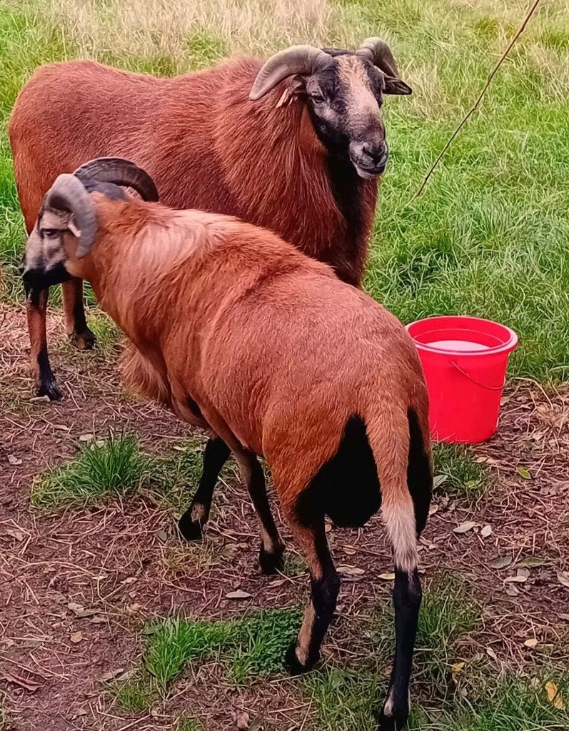 Kameroenschaap bok, Mannelijk, Schaap, 0 tot 2 jaar