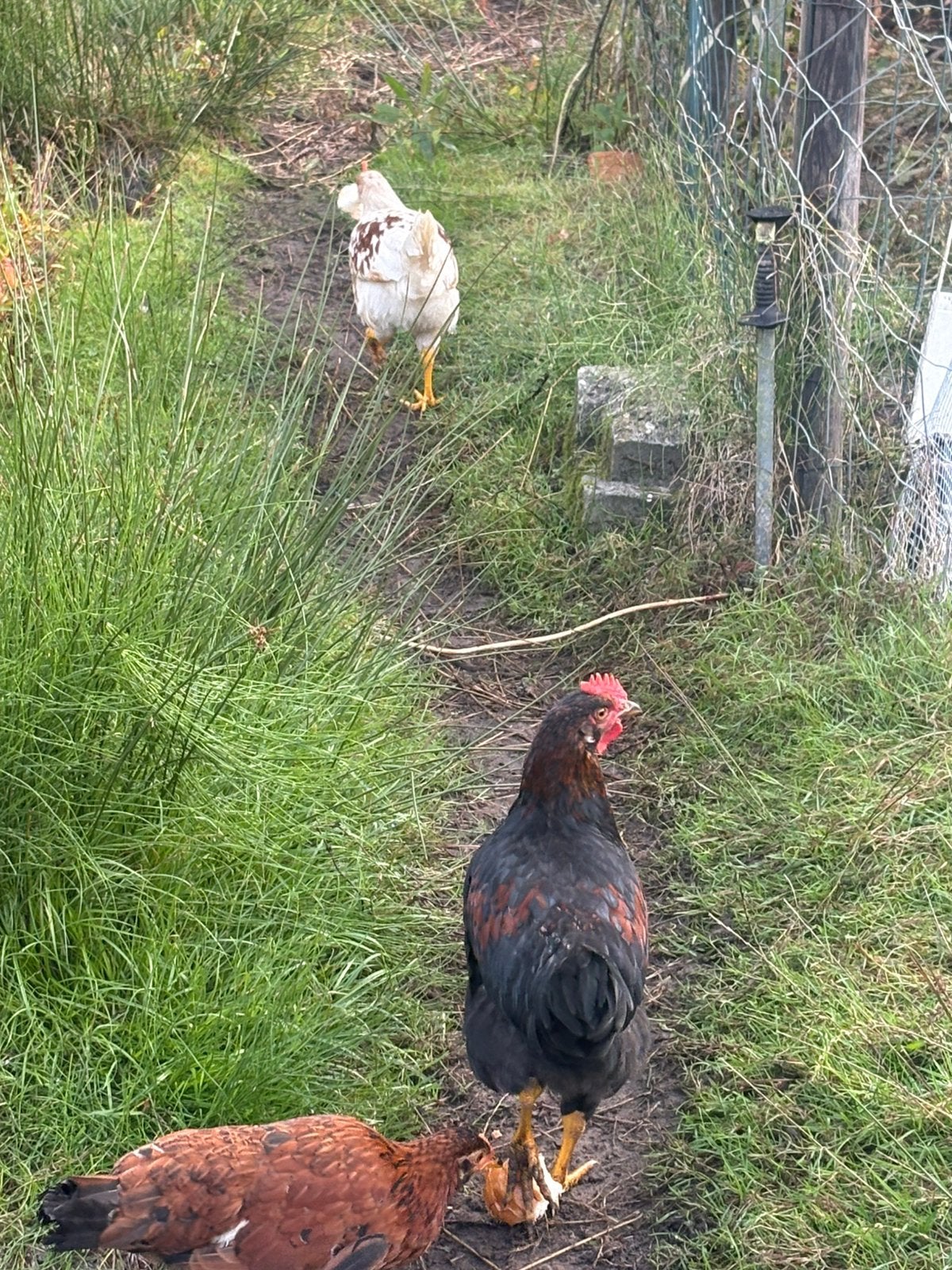 2 jonge hanen te koop – 3 maanden oud, Mâle, Poule ou poulet