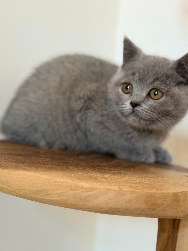 Britse korthaar kittens, Dieren en Toebehoren, Meerdere dieren, Gechipt, 0 tot 2 jaar