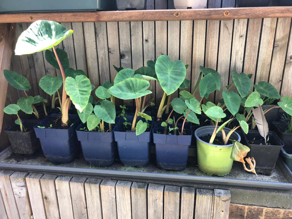 Colocasia pink china, Tuin en Terras, Ophalen