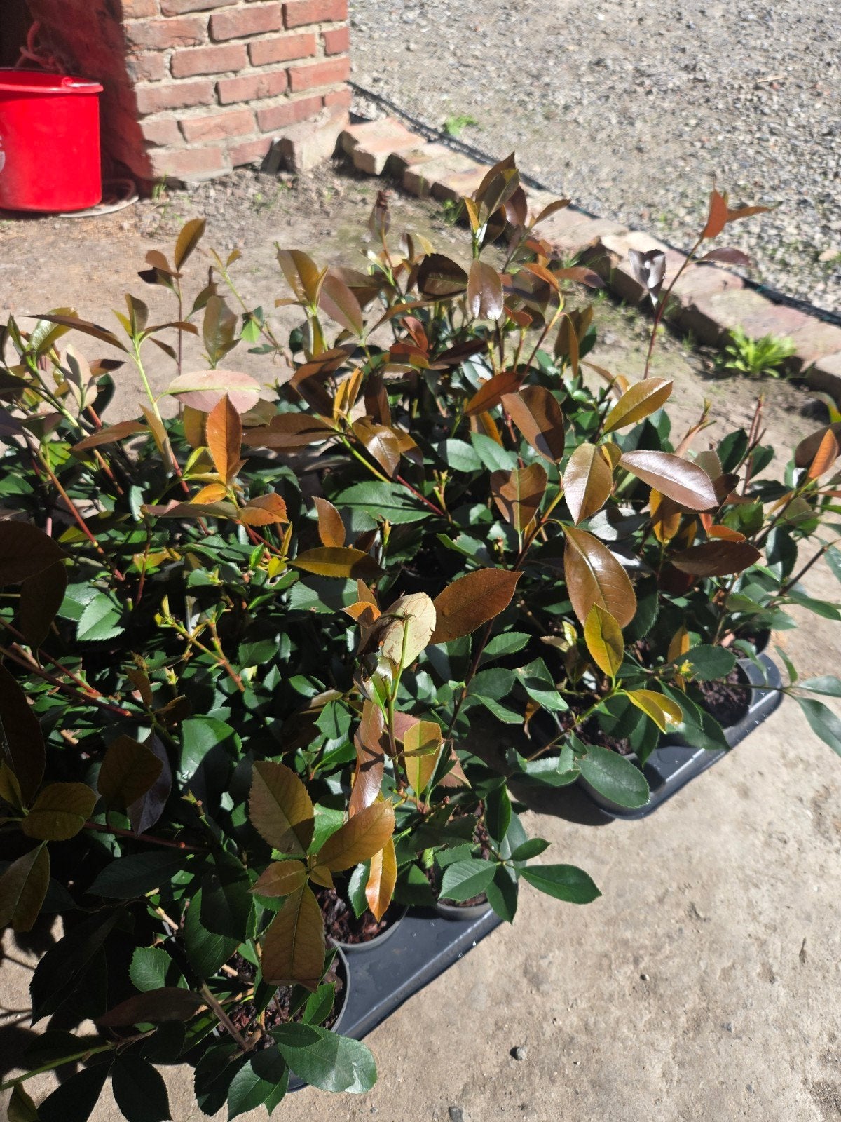 red robin photinia haagplantjes, Ophalen