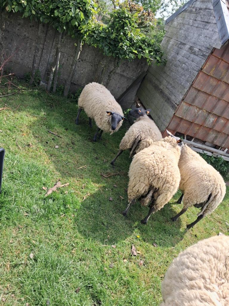 Béliers Blue Demain, Mâle, Mouton, 0 à 2 ans