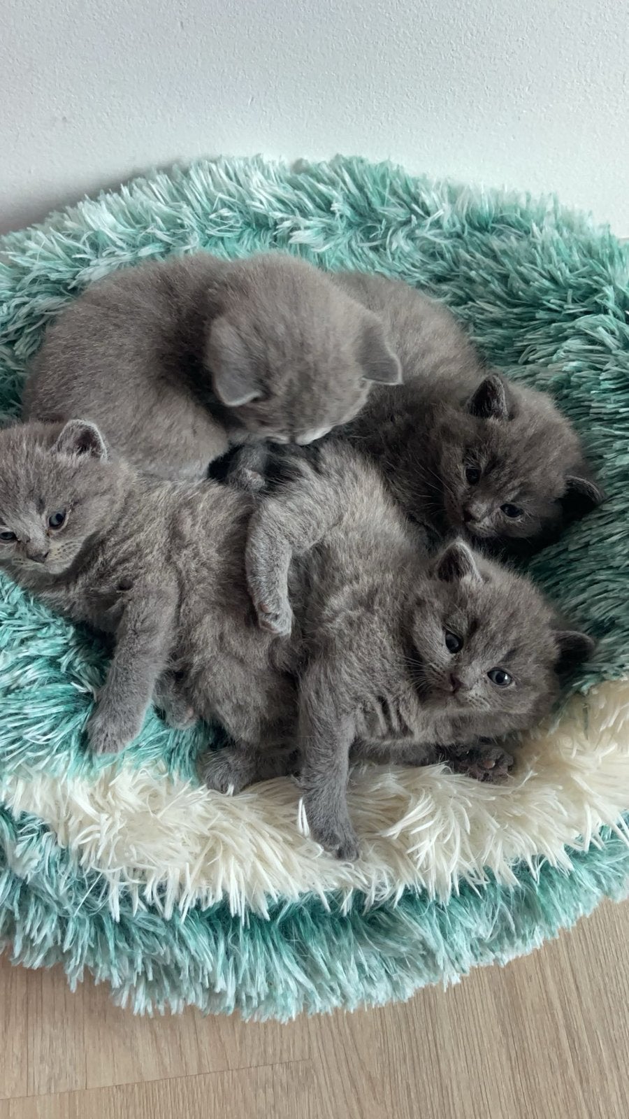 Britse kortharen, Dieren en Toebehoren, Katten en Kittens | Raskatten | Korthaar, Meerdere dieren, Met stamboom, 0 tot 2 jaar