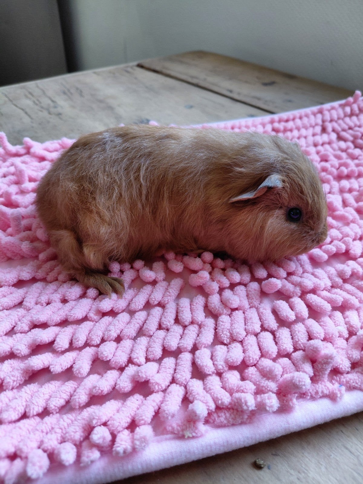 Cavia, cobaye femelle ch teddy, Animaux & Accessoires, Avril, Femelle, Cobaye