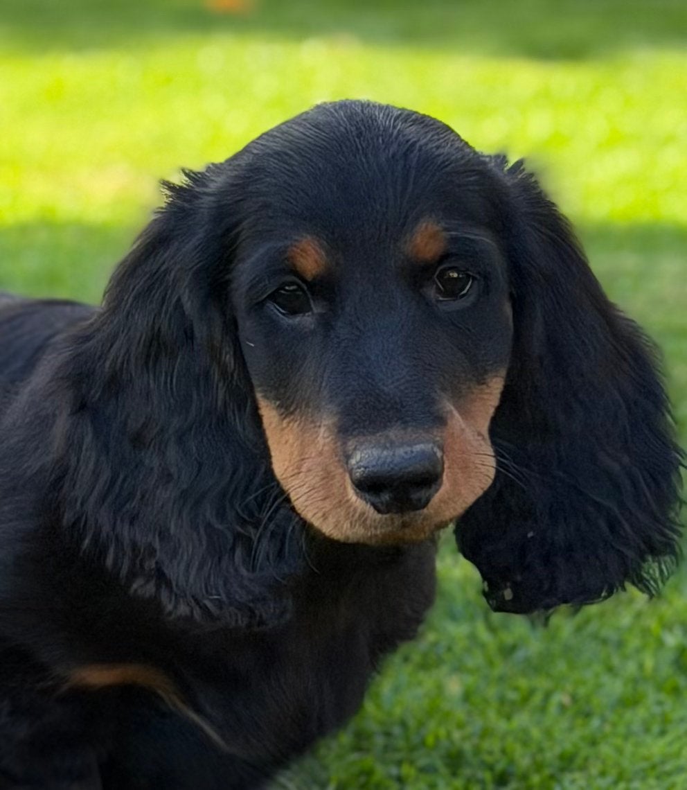 Teckel pup langhaar standaard, Animaux & Accessoires, Standard, Chien (mâle), Maladie de Carré (chiens), Belgique