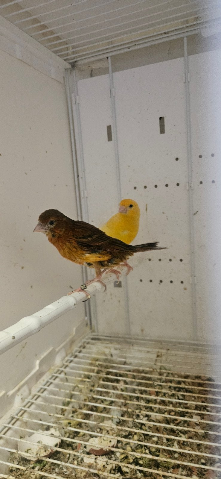 koppels te koop, Meerdere dieren, Kleurkanarie