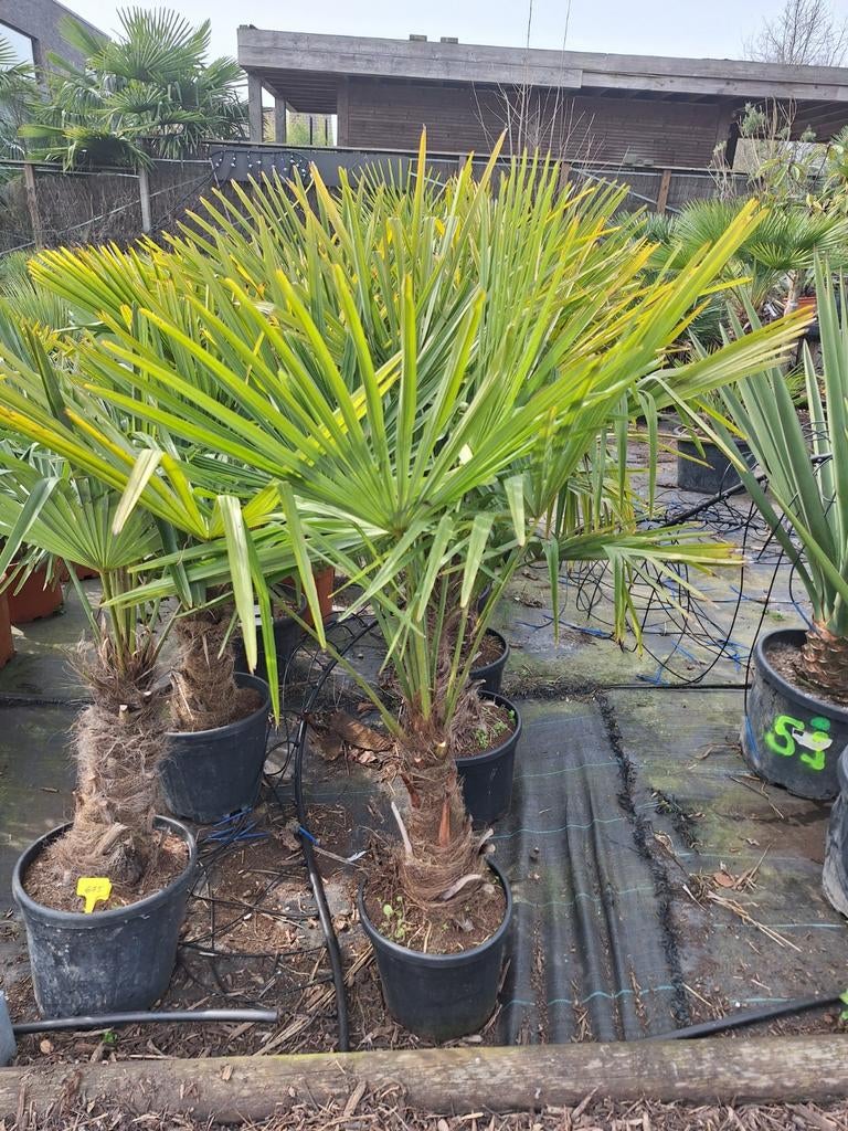 Winterharde palmboom trachycarpus fortunei, Tuin en Terras, Planten | Bomen, Ophalen of Verzenden