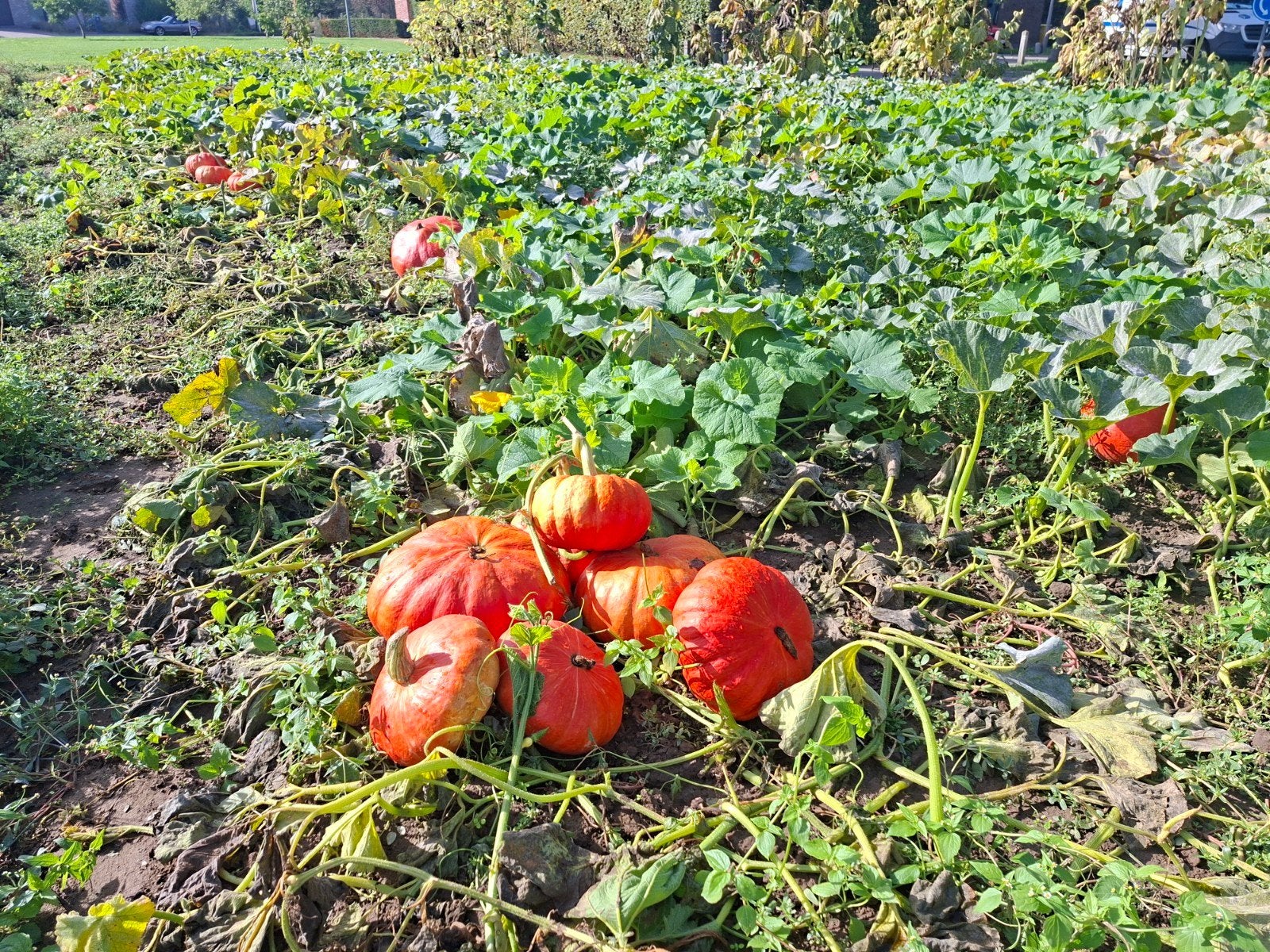 POMPOENEN vers van het veld PROMO, Enlèvement ou Envoi