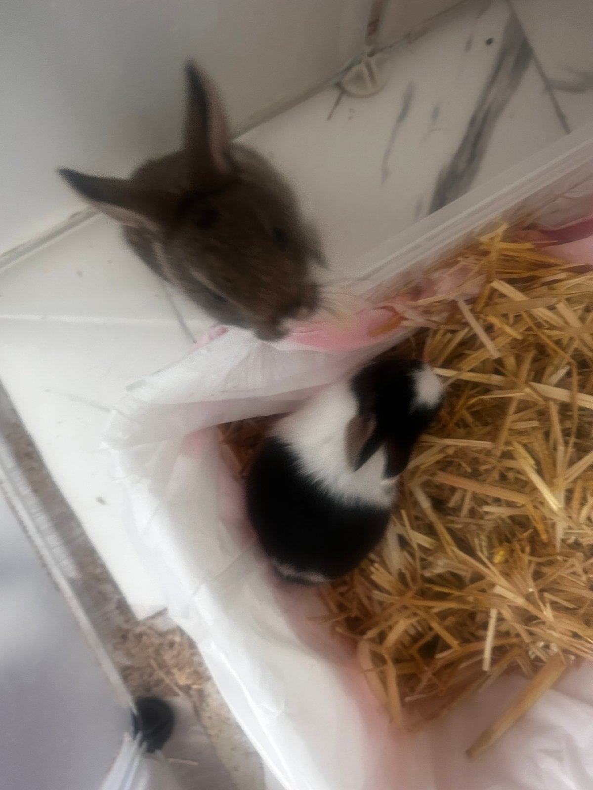 Koppel en babykonijnen, Juni, Meerdere dieren, Overige typen, Tam