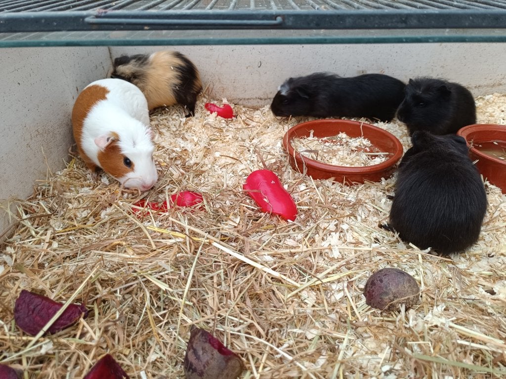 Leuke zeugjes zoeken een nieuwe thuis., Animaux & Accessoires, Rongeurs, Mai, Femelle, Cobaye