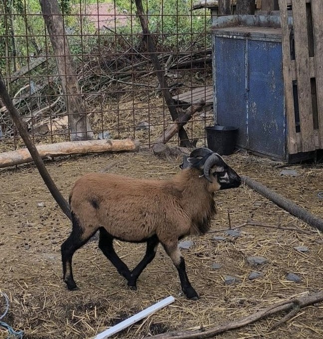 Mouton, Animaux & Accessoires, Mouton