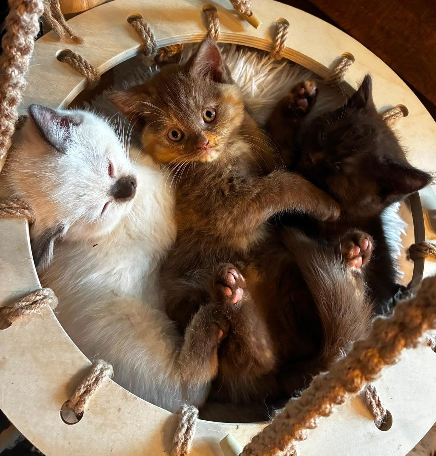 britse korthaar kittens, Dieren en Toebehoren, Meerdere dieren, Gechipt, 0 tot 2 jaar