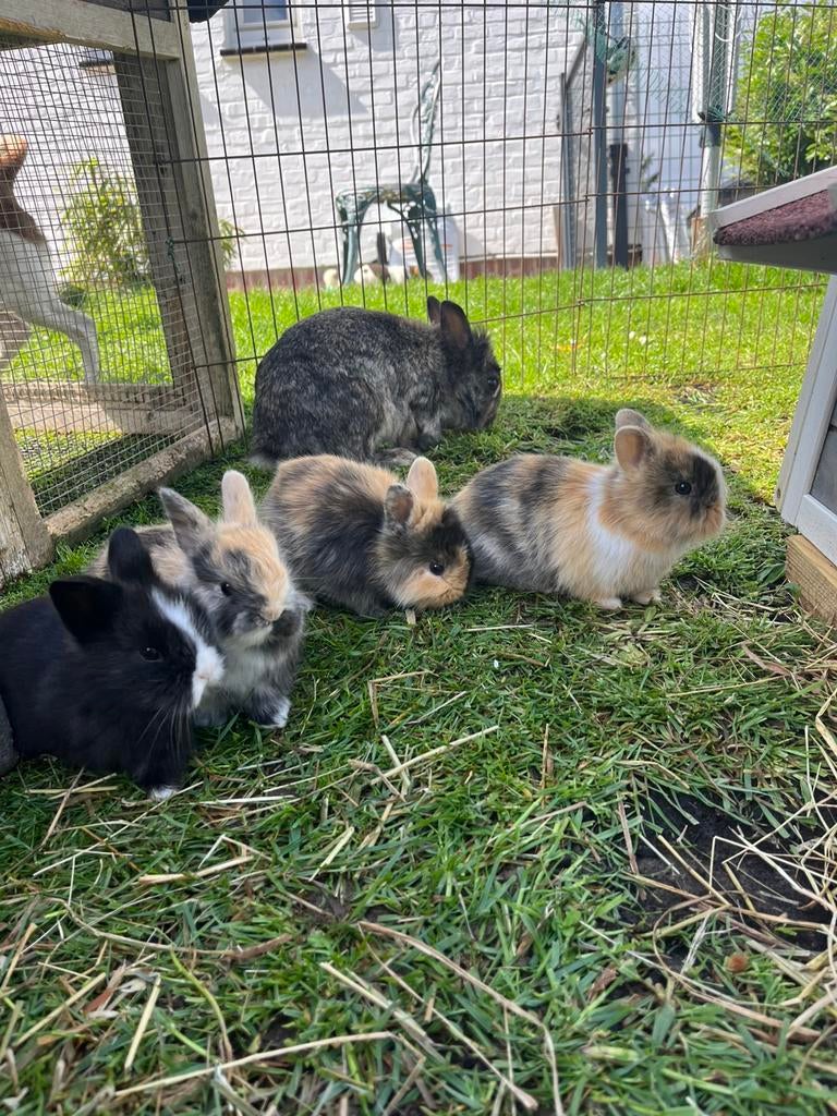 7 jolis lapins nains, Plusieurs animaux, Nain, 0 à 2 ans