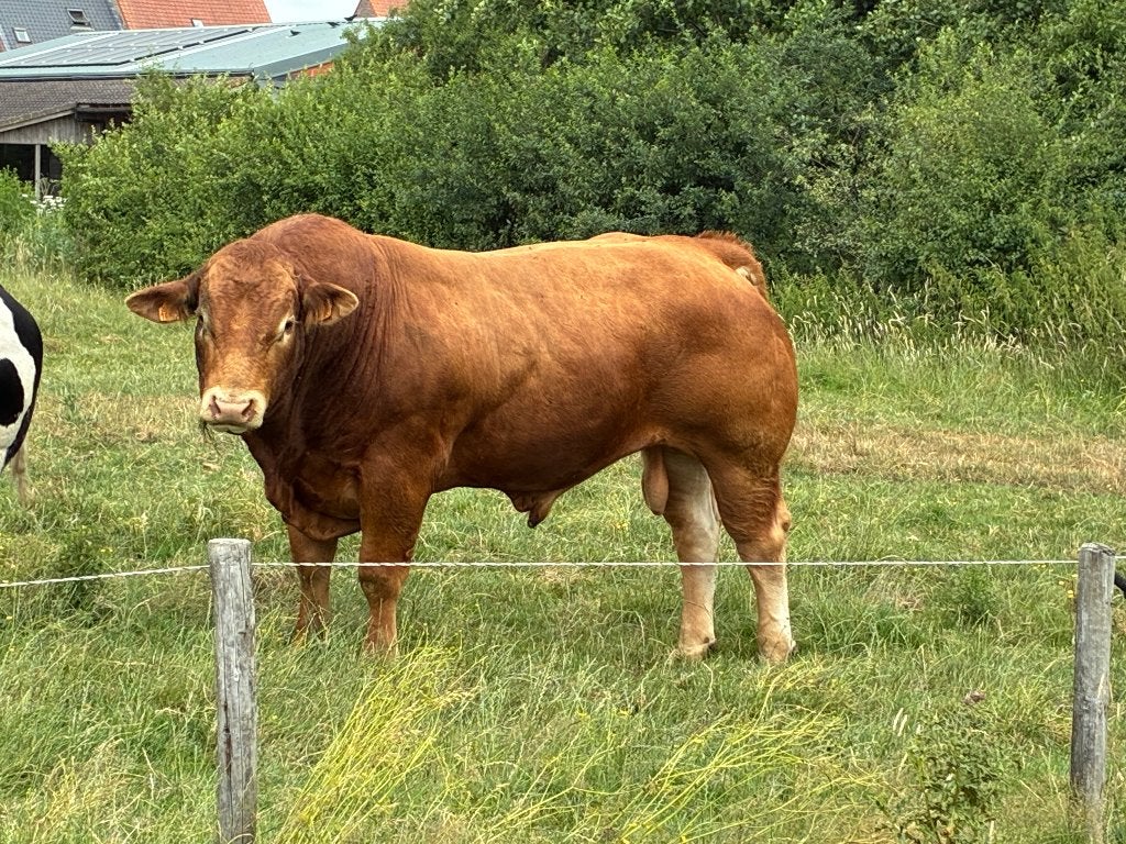 Mooie limousin dekstier, Dieren en Toebehoren, Mannelijk, 0 tot 2 jaar