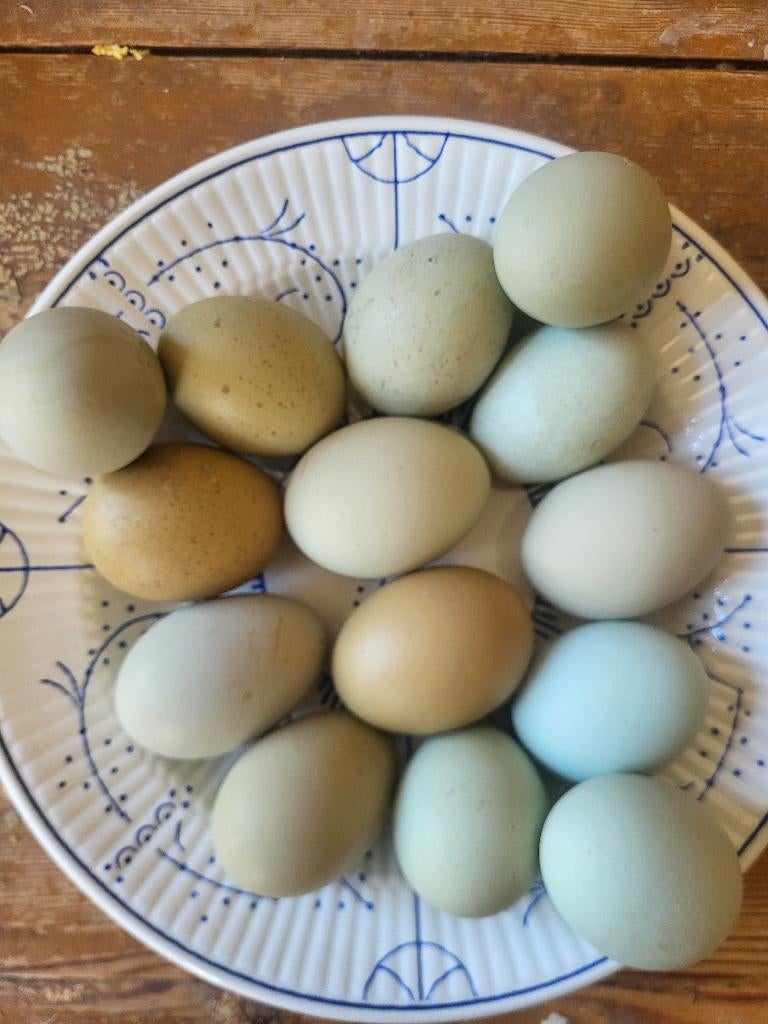 Broedeieren groenleggers, Dieren en Toebehoren, Pluimvee