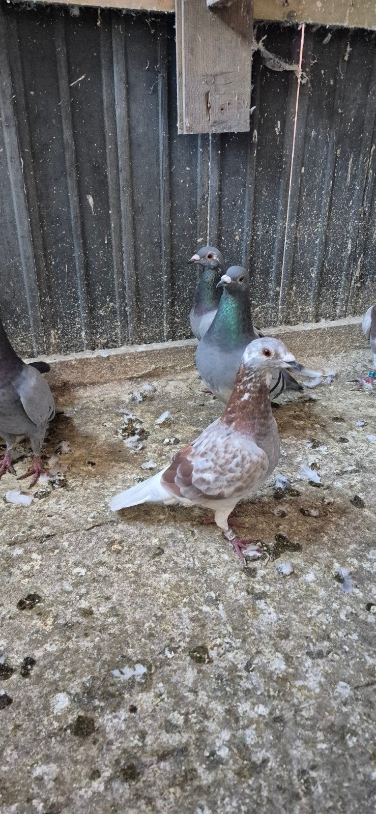 duiven te koop 10 stok voor 50 euro, Dieren en Toebehoren