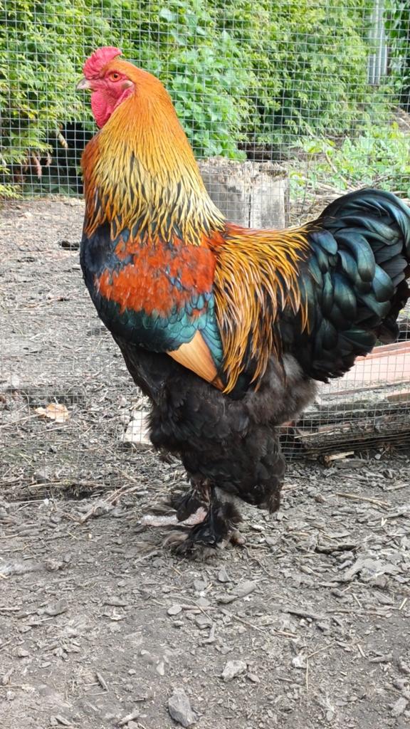 Coq GD brahma PMD (7340)