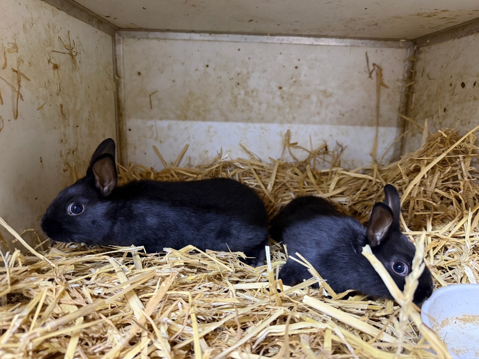 Dwergkonijntjes, Dieren en Toebehoren, Konijnen