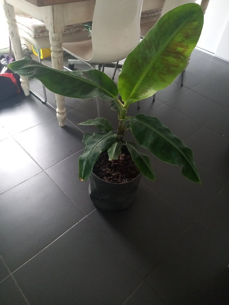 Bananenplant, Tuin en Terras, Ophalen, Vaste plant, Overige soorten