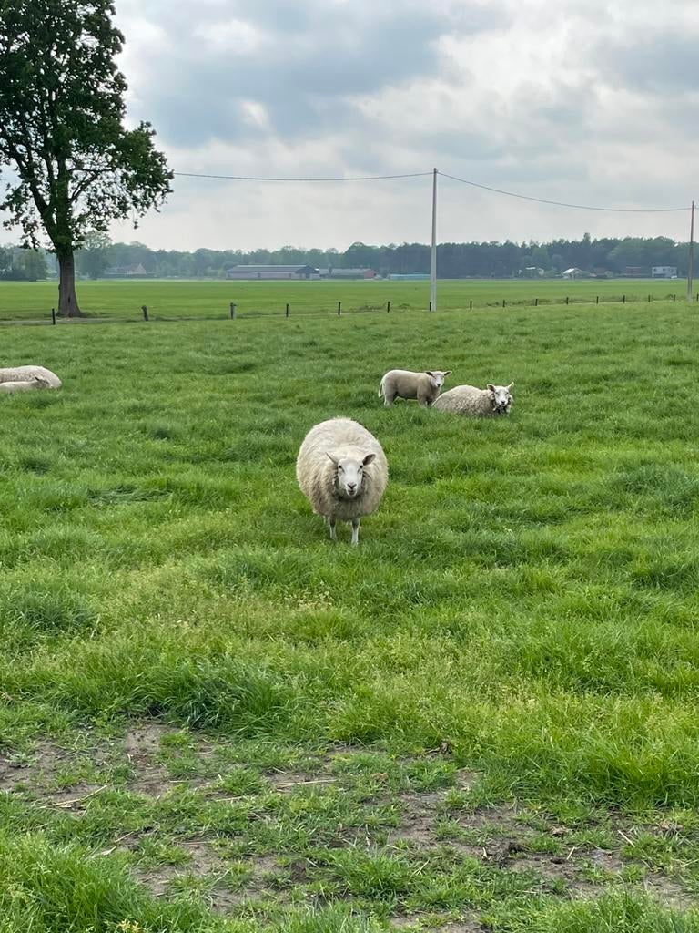 Ram te koop
