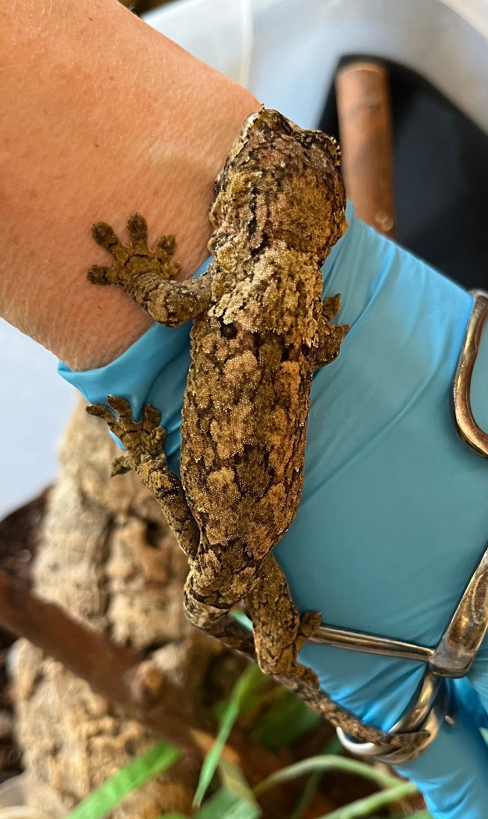 0.1 White collar Chahoua, pi, Animaux & Accessoires, Serpent, Domestique, 0 à 2 ans