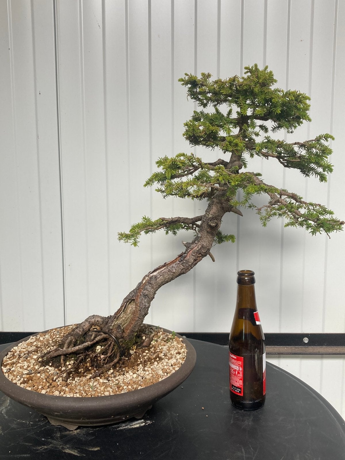 Bonsai picea, Tuin en Terras, Ophalen