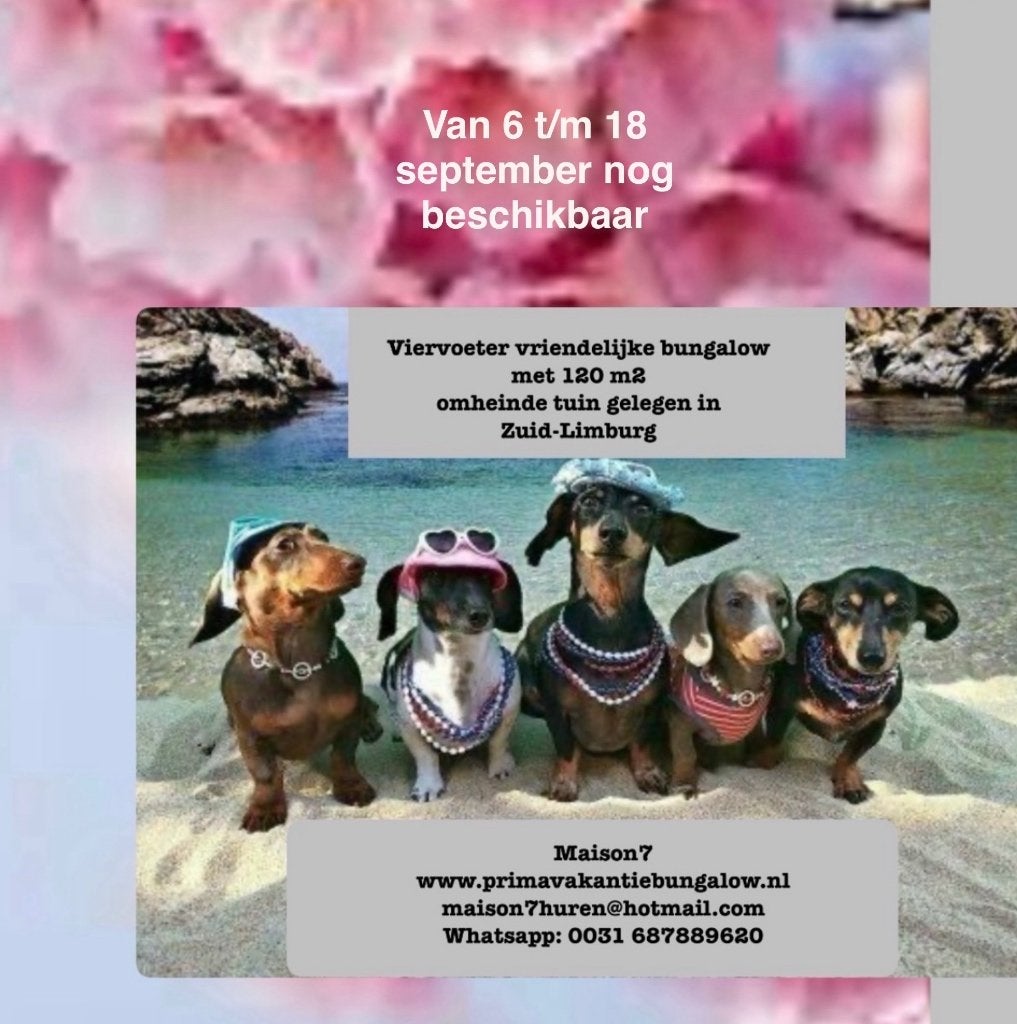 Met de hond op vakantie in omheinde bungalow Limburg, Dieren en Toebehoren, Ophalen