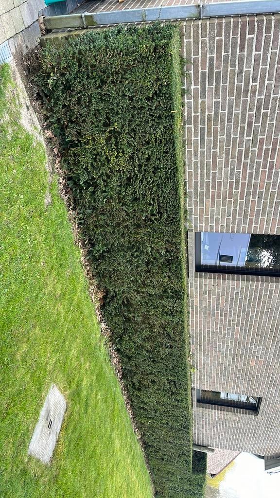 Taxus 10 m zelf uit te halen 1.20 hoog, Tuin en Terras, Ophalen, Zo goed als nieuw
