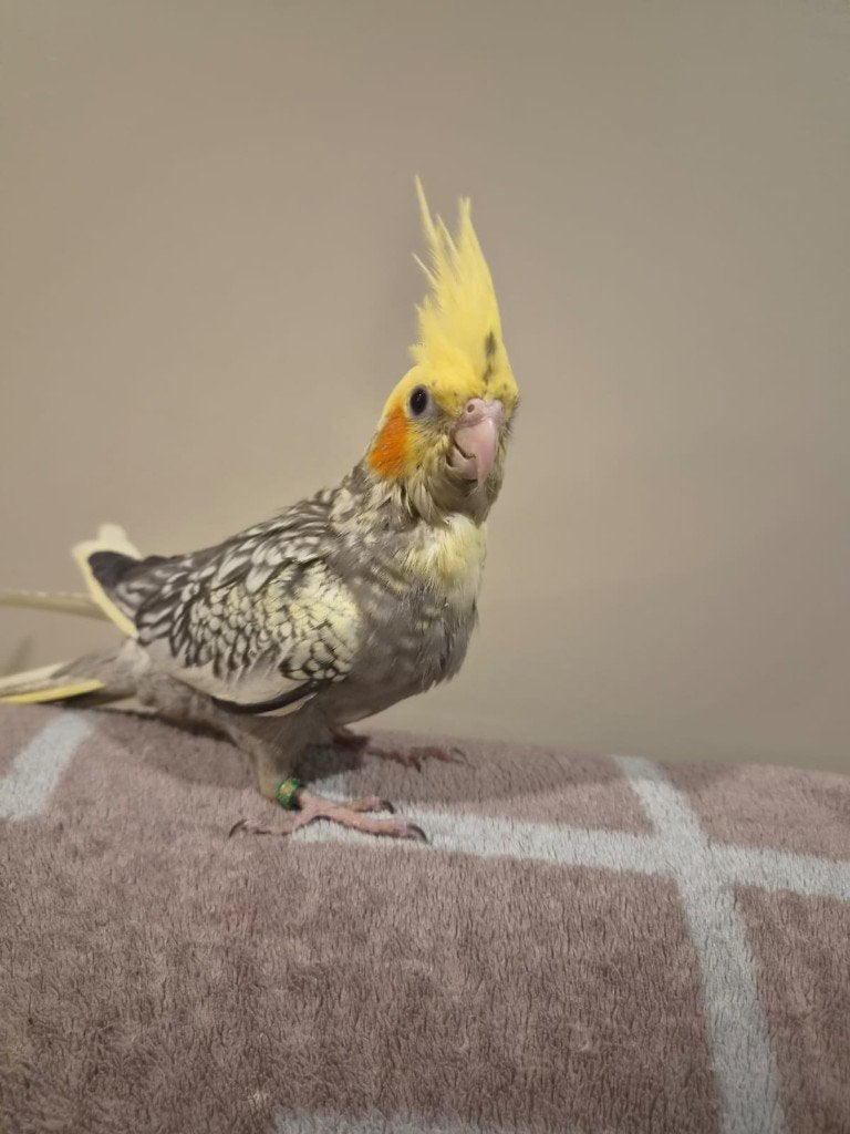 Jonge handtamme EAM valkparkiet met DNA certificaat, Dieren en Toebehoren, Vogels | Parkieten en Papegaaien, Parkiet, Vrouwelijk