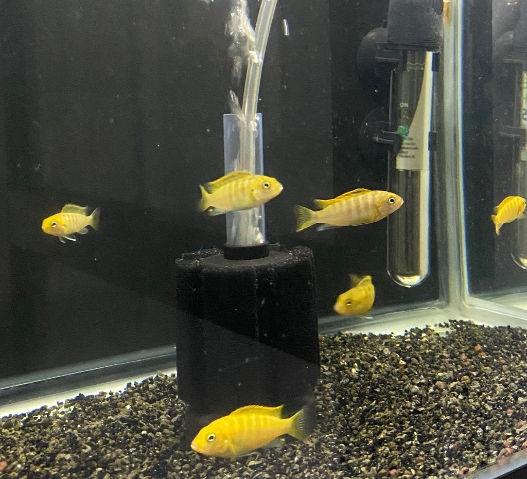 8 x Afrikaanse mbuna cichlides, Dieren en Toebehoren, Vissen | Aquariumvissen, Vis, Zoetwatervis
