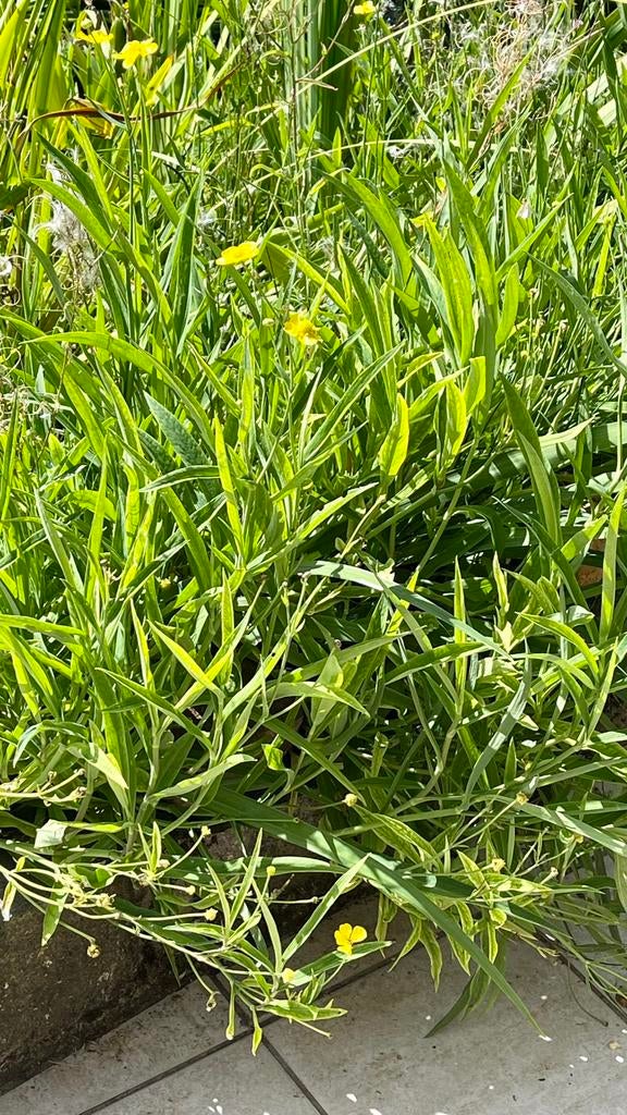 Plantes pour etang, Ophalen, Eenjarig, Vijverplanten, Volle zon