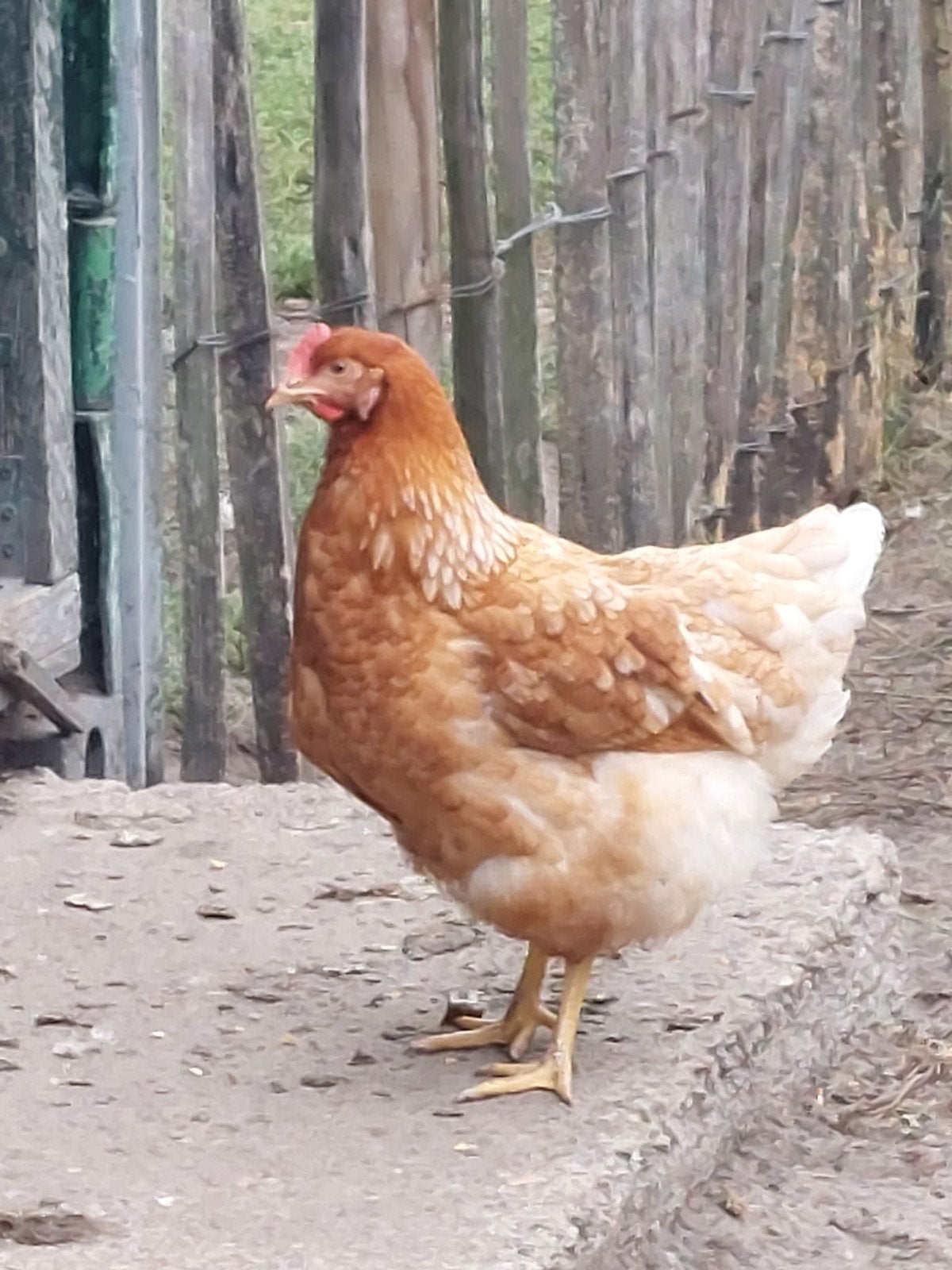 jonge legkippen  Isa brown