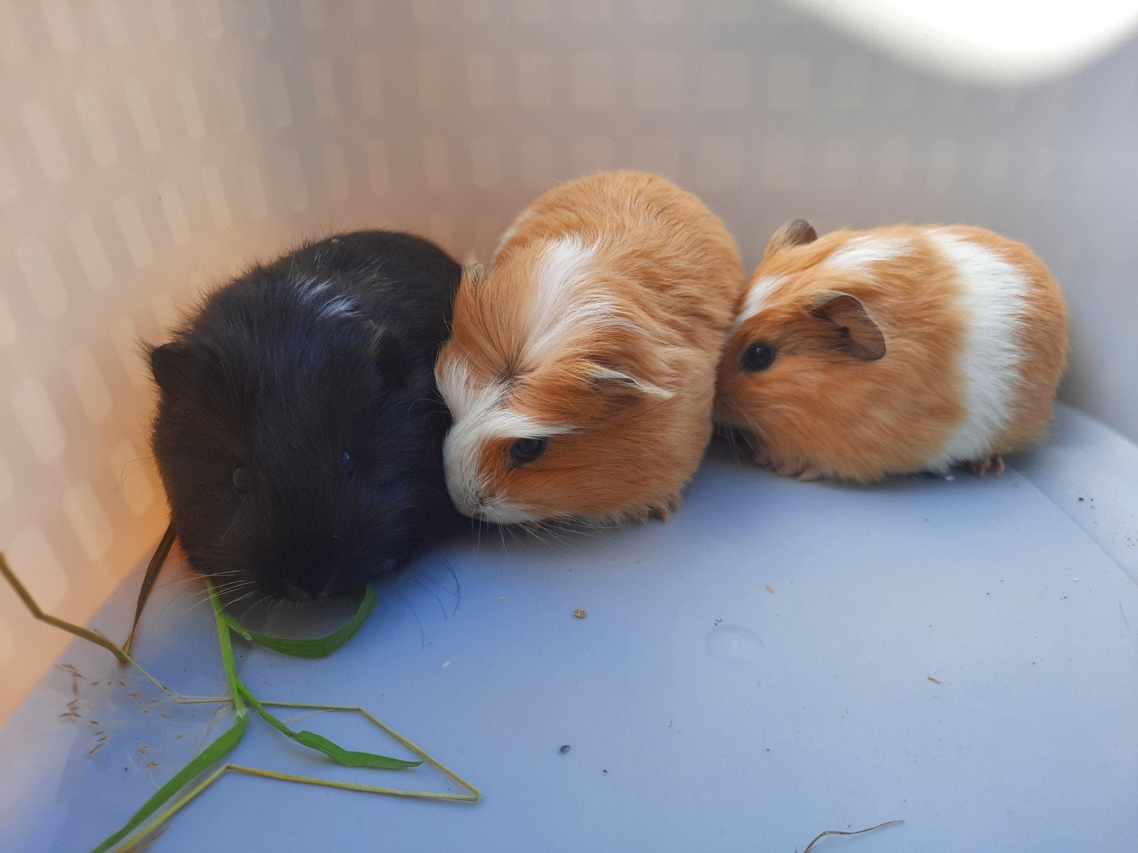 3 jonge cavia's + 1 volwassen, Dieren en Toebehoren, Knaagdieren, Mei, Cavia