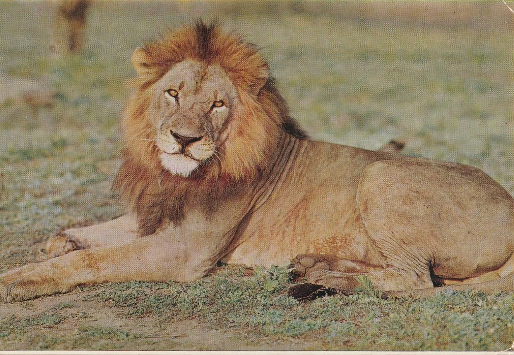 MANNETJESLEEUW  in  Kruger Park, Verzamelen, Postkaarten | Dieren, Verzenden, Ongelopen, Wild dier