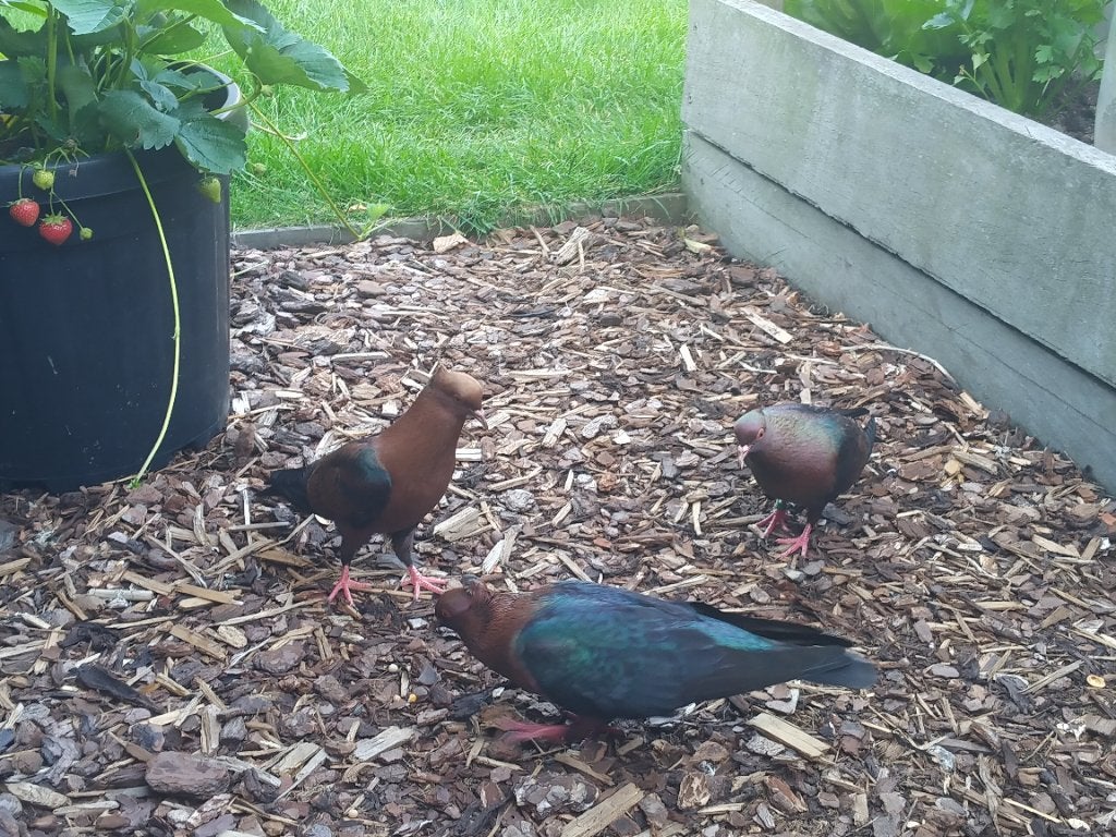 Vinkduif, Dieren en Toebehoren