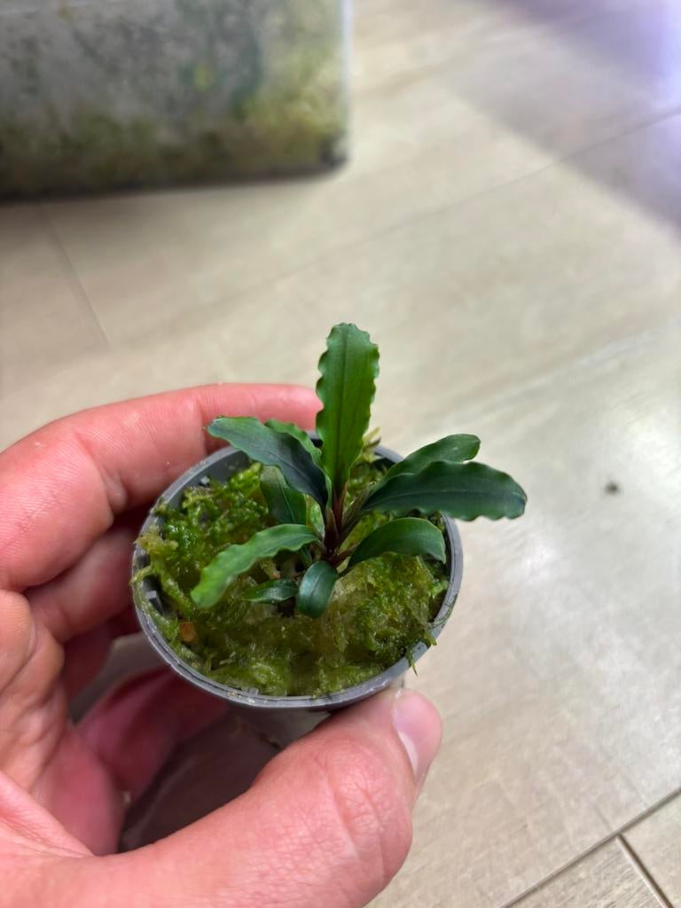 Bucephalandra (green), Dieren en Toebehoren, Vissen | Aquaria en Toebehoren, Nieuw, Plant(en), Steen of Hout, Ophalen of Verzenden