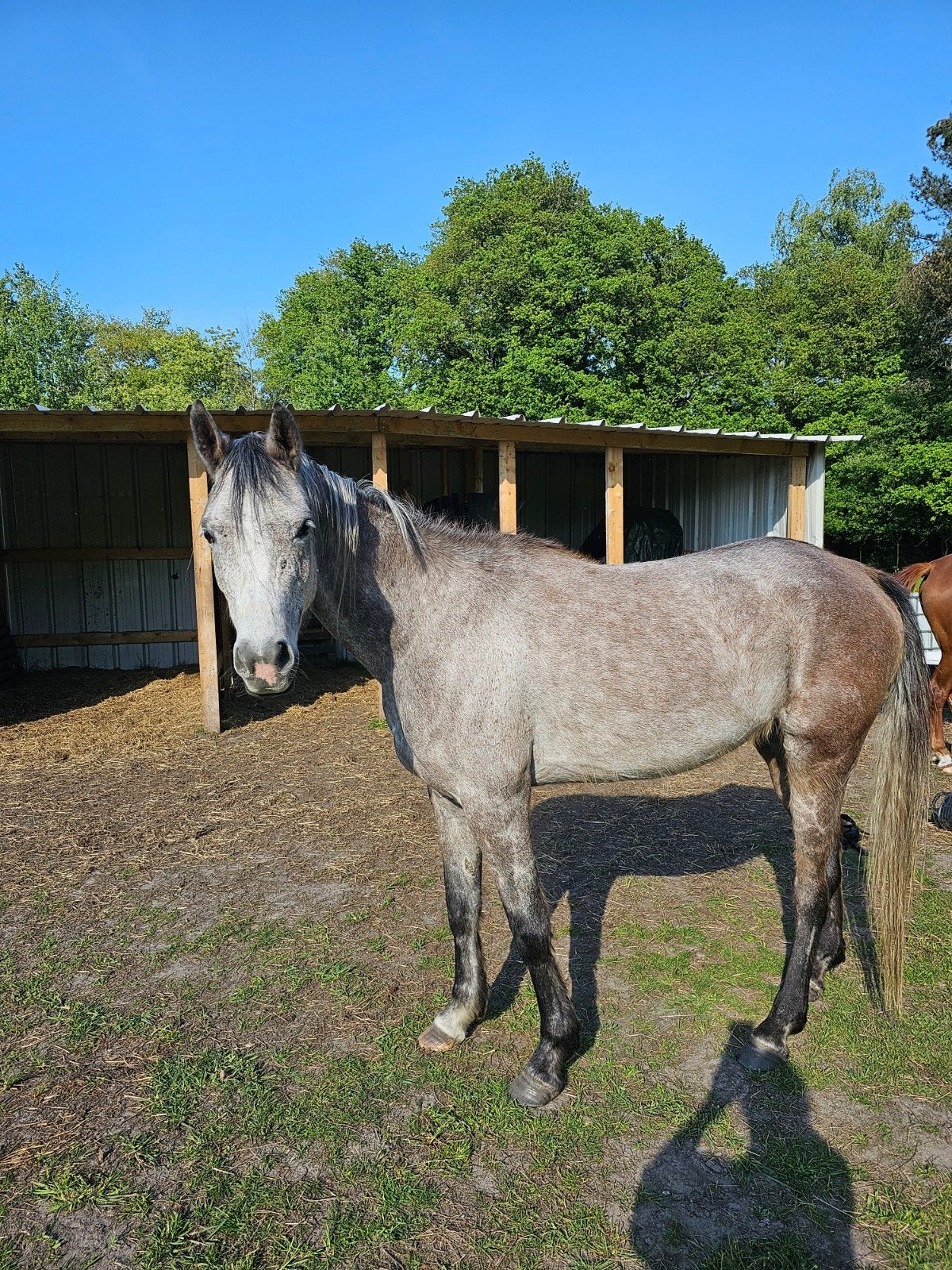 6 jarige volbloed arabier merrie te koop, Dieren en Toebehoren, Paarden, Merrie, Onbeleerd, Met stamboom