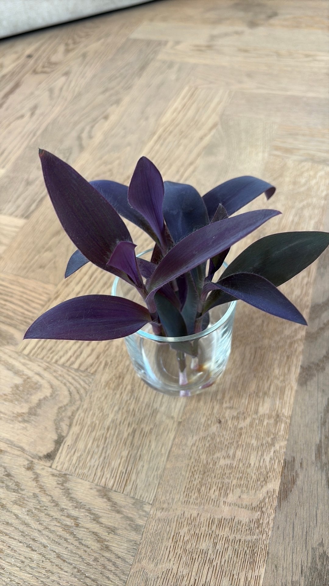 Boutures Tradescantia Pallida (cœur violet), Maison & Meubles, Autres espèces, Enlèvement ou Envoi, Plante à fleurs, Moins de 100 cm
