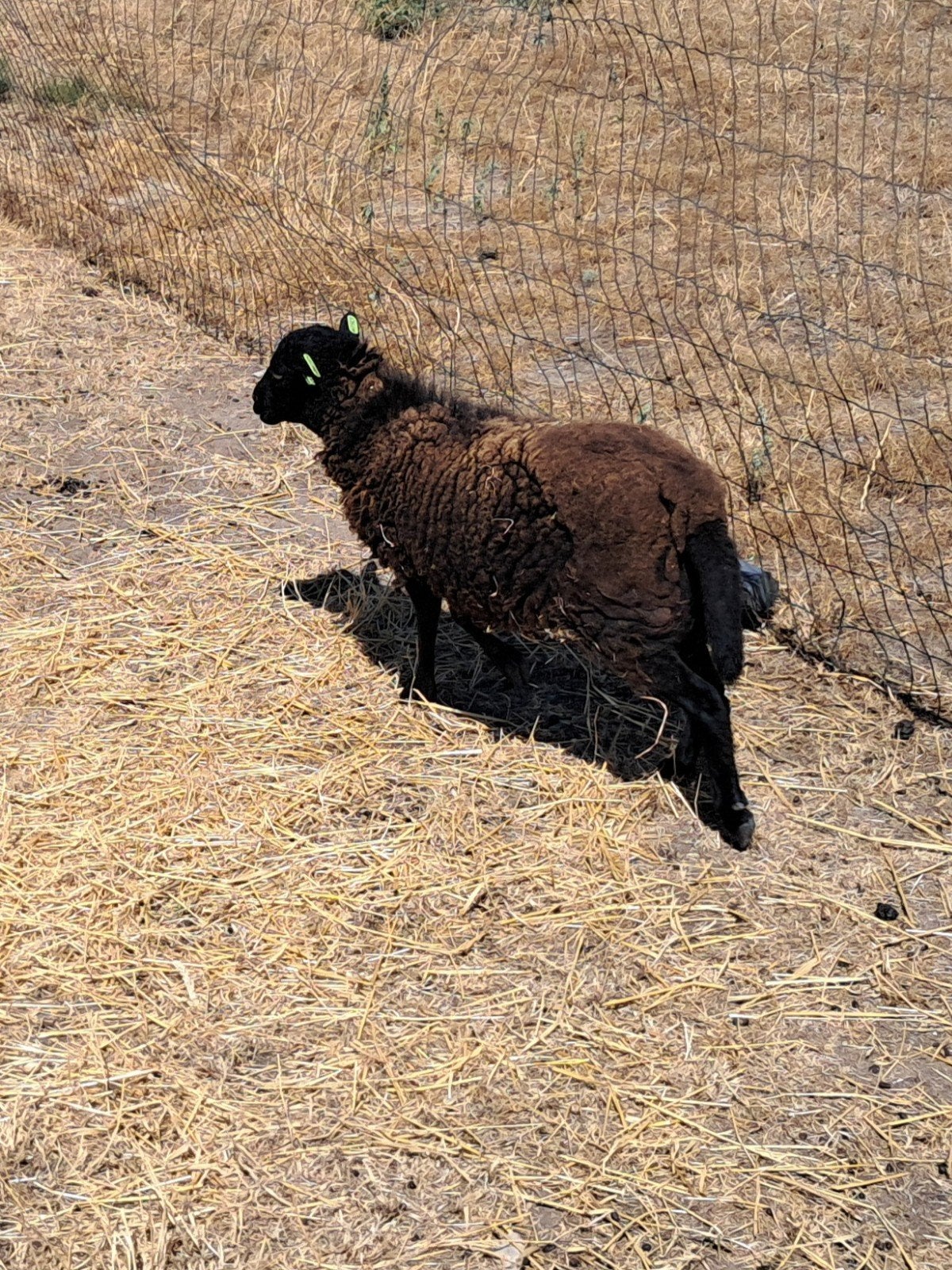 ouessant ooitje + gecastreerd ramlam, Dieren en Toebehoren, Schapen, Geiten en Varkens