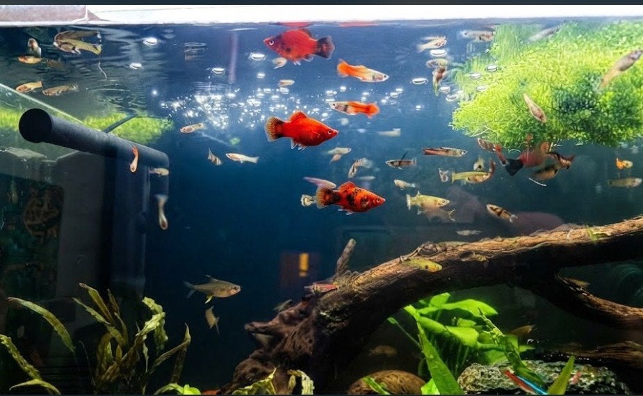 Platy's en guppy's