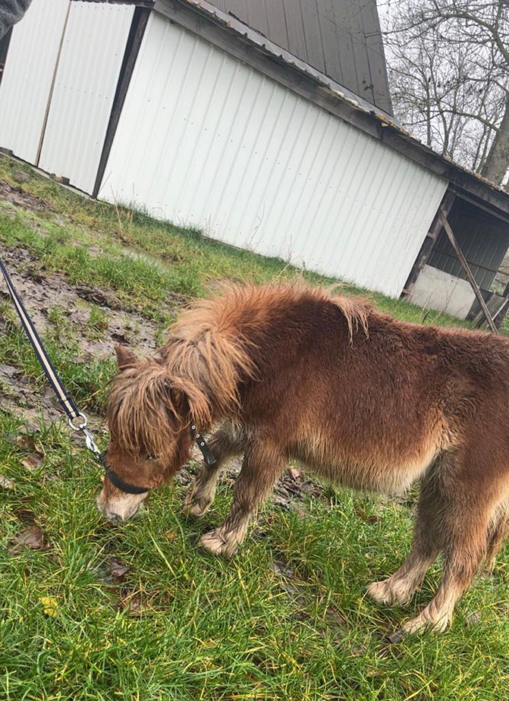 Shetlander hengst, Dieren en Toebehoren, Hengst, Niet van toepassing, Gechipt, 0 tot 2 jaar