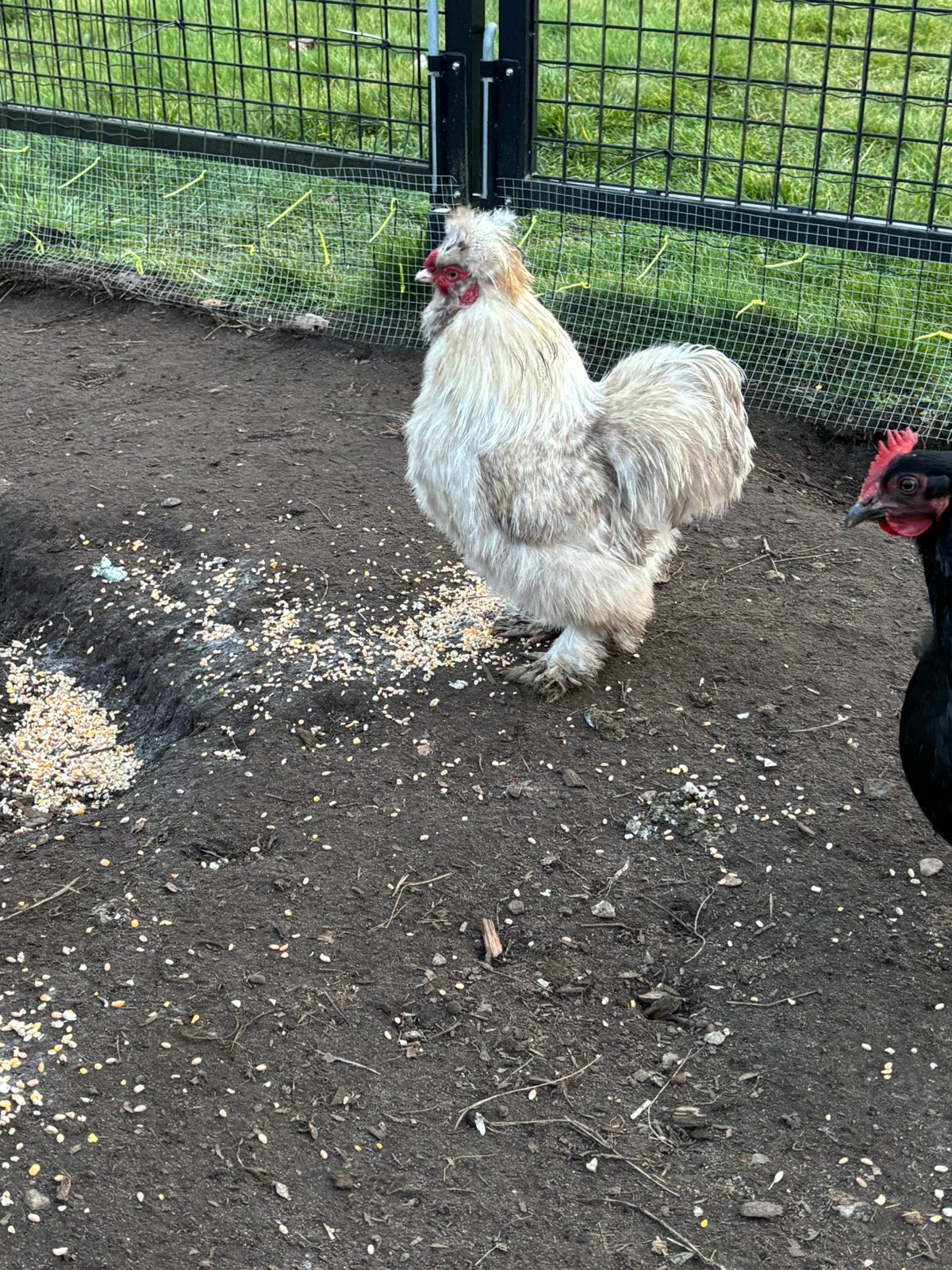 Lieve zeidehoen haan 2 jaar
