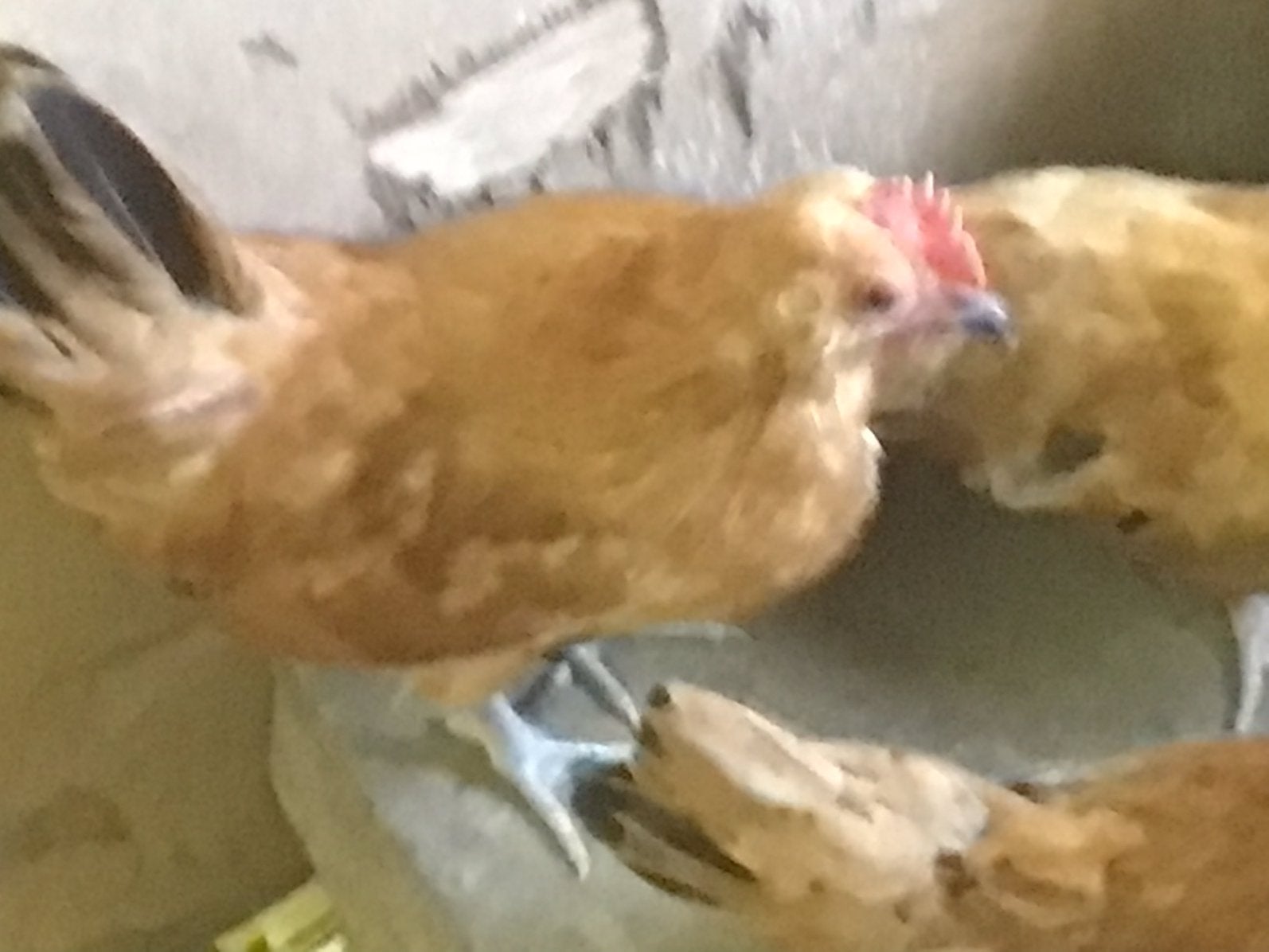 Kriel kuikens, Plusieurs animaux, Poule ou poulet