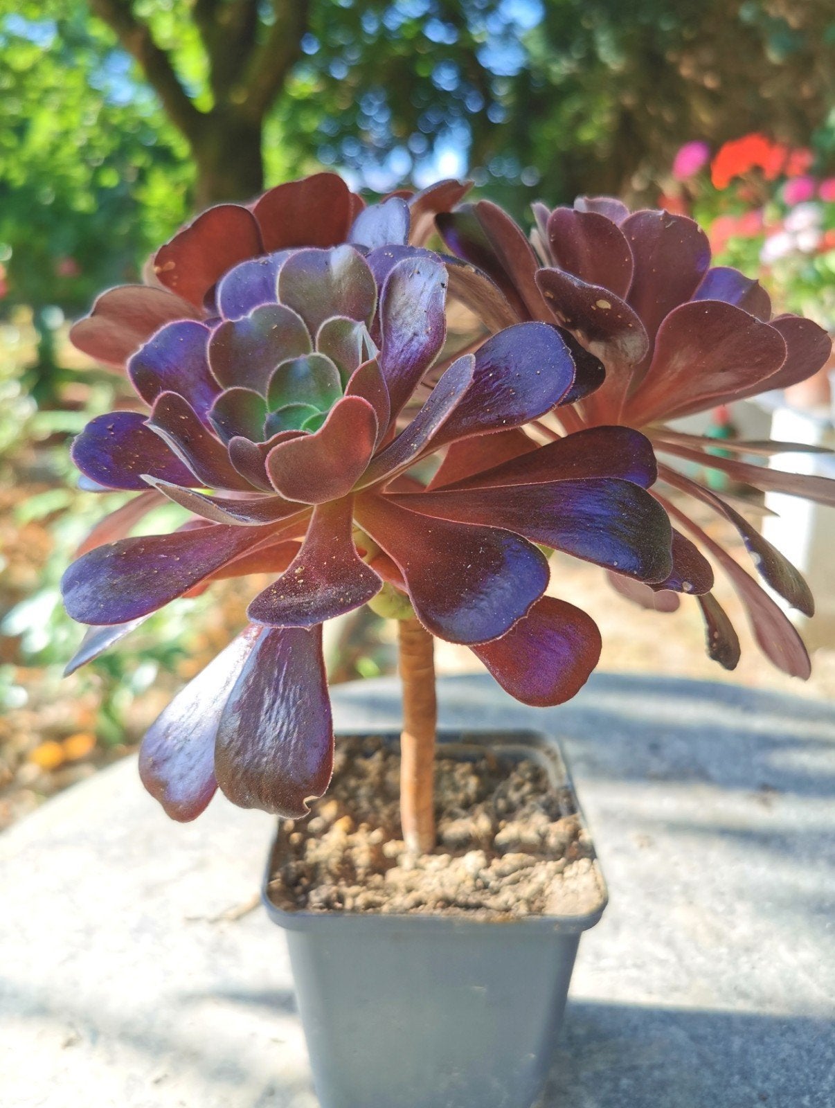 Plante succulente sur tige - Aéonium noir, Jardin & Terrasse, Plantes | Jardin, Autres espèces, Ne fleurit pas, Enlèvement, Plante fixe