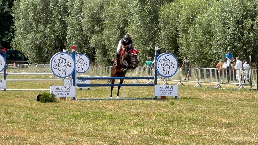 Drachtige D pony, Dieren en Toebehoren, Merrie